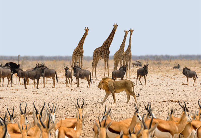 Mkomazi